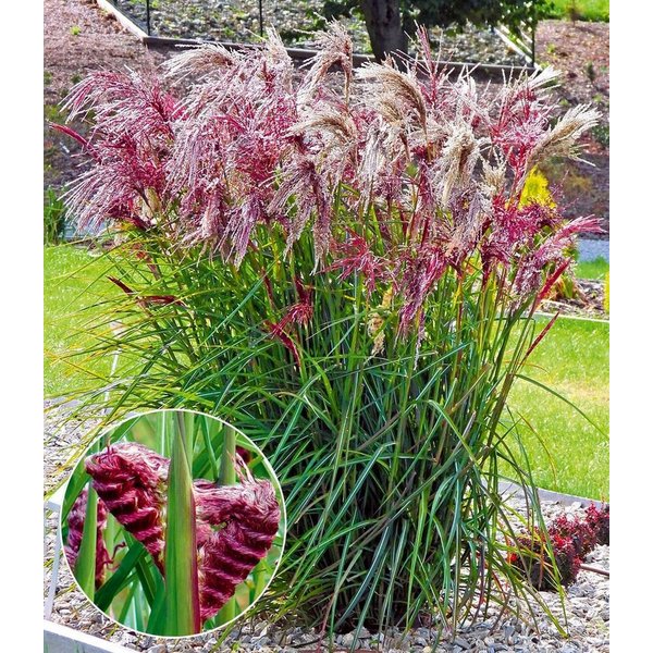 BALDUR Garten Gräser Miscanthus 'Boucle®', 1 St., Herbstfärbung,winterhart, mehrjährig, pflegeleicht