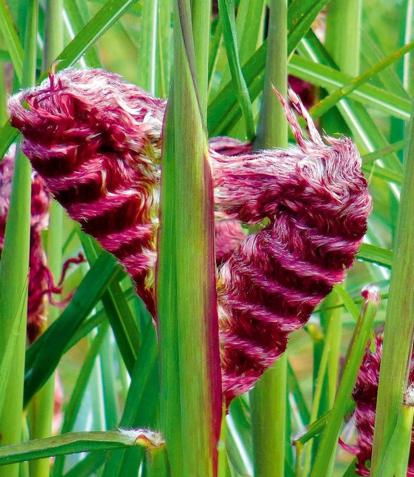 BALDUR Garten Gräser Miscanthus 'Boucle®', 1 St., Herbstfärbung,winterhart, mehrjährig, pflegeleicht – Bild 2 von 4