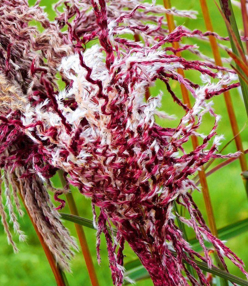 BALDUR Garten Gräser Miscanthus 'Boucle®', 1 St., Herbstfärbung,winterhart, mehrjährig, pflegeleicht – Bild 3 von 4