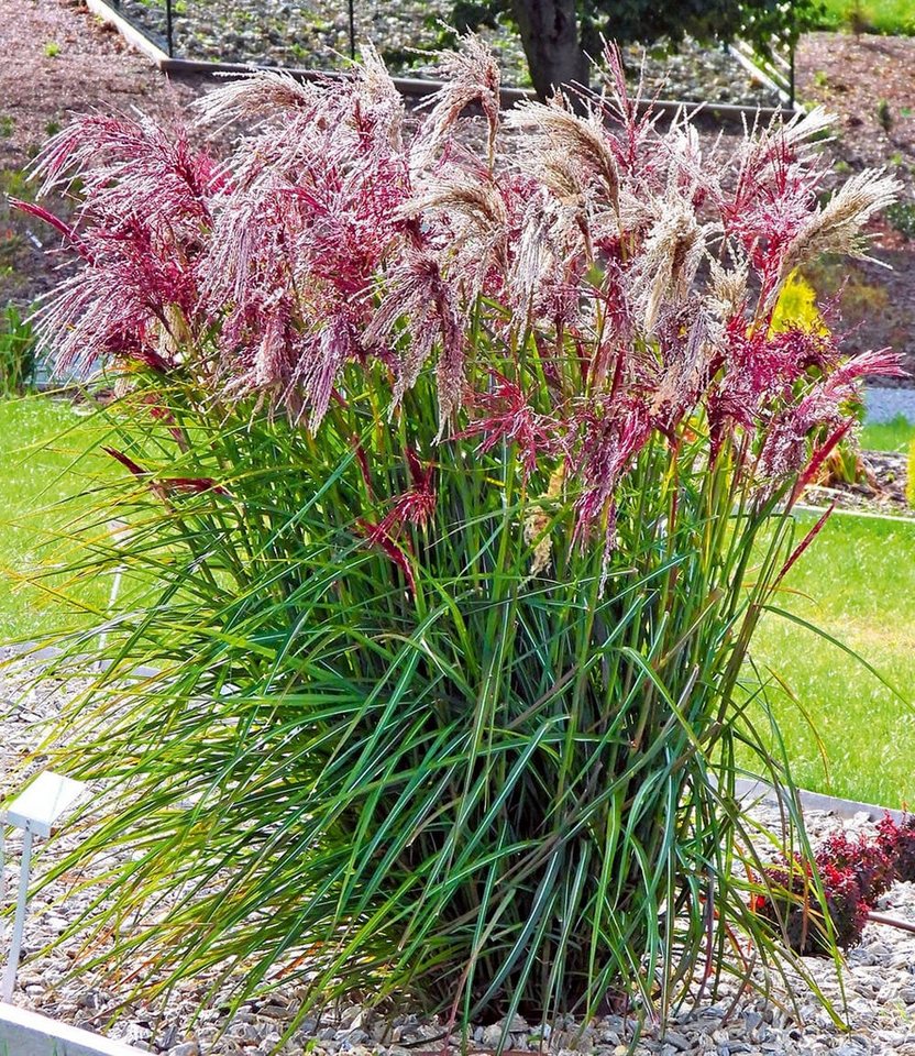 BALDUR Garten Gräser Miscanthus 'Boucle®', 1 St., Herbstfärbung,winterhart, mehrjährig, pflegeleicht – Bild 4 von 4