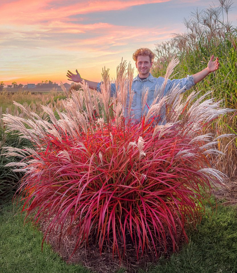BALDUR Garten Gräser Miscanthus 'Lady in Red®', 3 St., Schnittblume,winterhart, mehrjährig, pflegeleicht – Bild 2 von 2