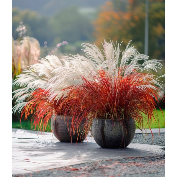 BALDUR Garten Gräser Miscanthus 'Lady in Red®', 1 St., Schnittblume,winterhart, mehrjährig, pflegeleicht