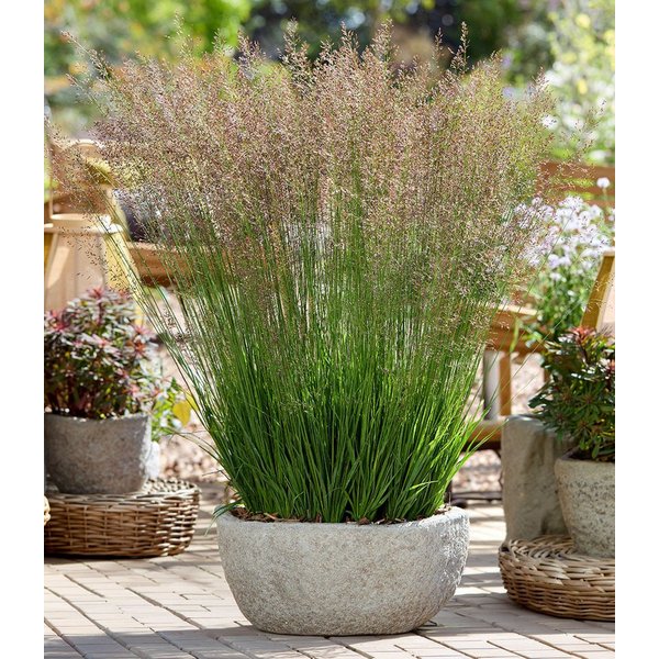 BALDUR Garten Gräser Pfeifengras 'Banshee®', 1 St., Pfeifengras,winterhart, langblühend, trockenheitsverträglich