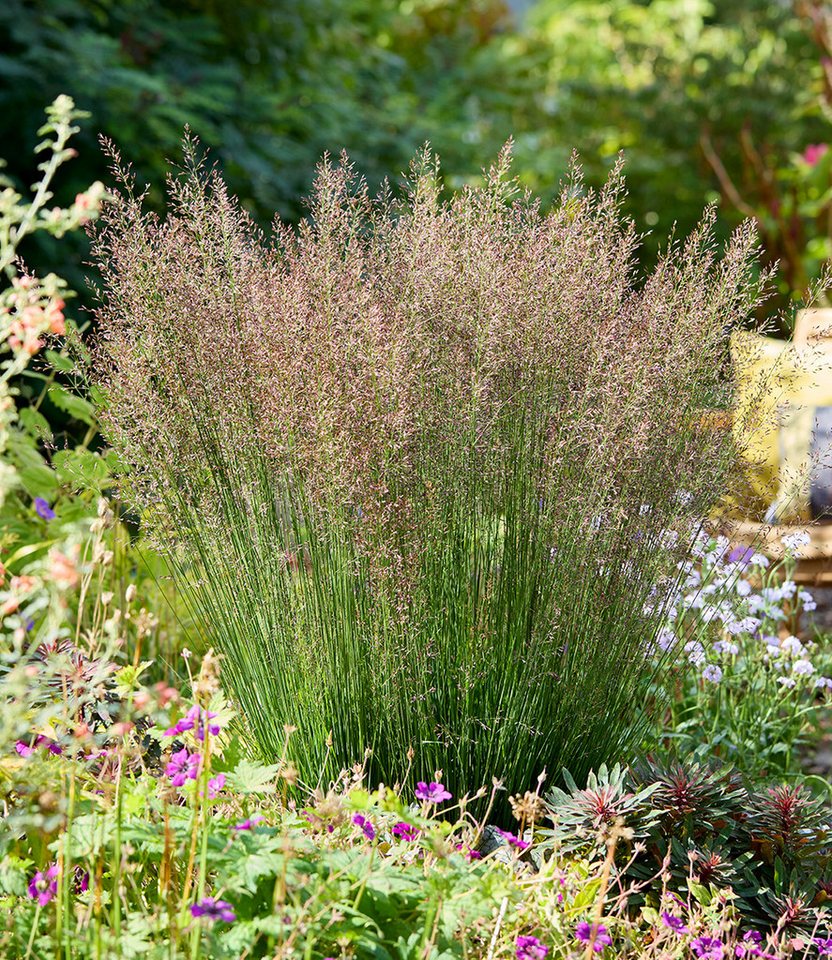 BALDUR Garten Gräser Pfeifengras 'Banshee®', 1 St., Pfeifengras,winterhart, langblühend, trockenheitsverträglich – Bild 2 von 2