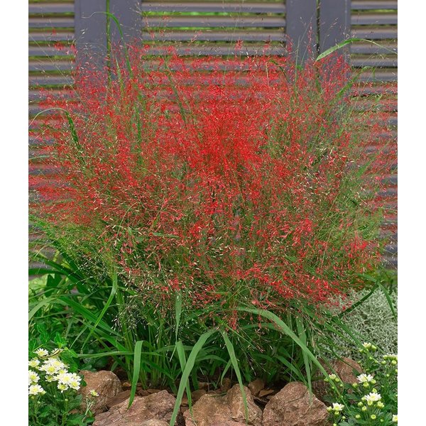 BALDUR Garten Gräser Rotes Liebesgras, 3 St., Purpur-Liebesgras,winterhart, mehrjährig, pflegeleicht