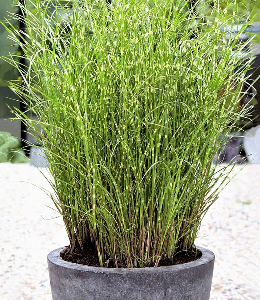 BALDUR Garten Gräser Zebra-Gras, 2 St., Frostunempfindlich,winterhart, pflegeleicht, robust – Bild 2 von 2