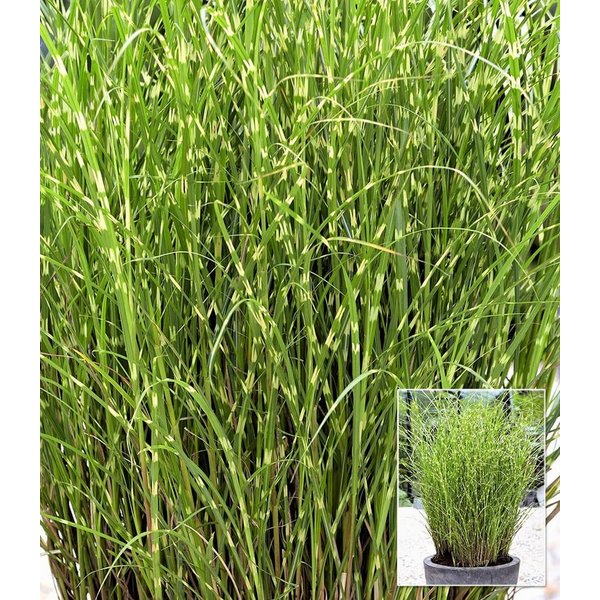 BALDUR Garten Gräser Zebra-Gras, 1 St., Chinaschilf,winterhart, pflegeleicht, robust