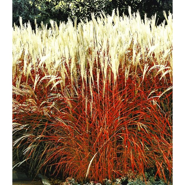 BALDUR Garten Gräser Ziergras 'Indian Summer', 1 St., Chinaschilf,winterhart, mehrjährig, pflegeleicht