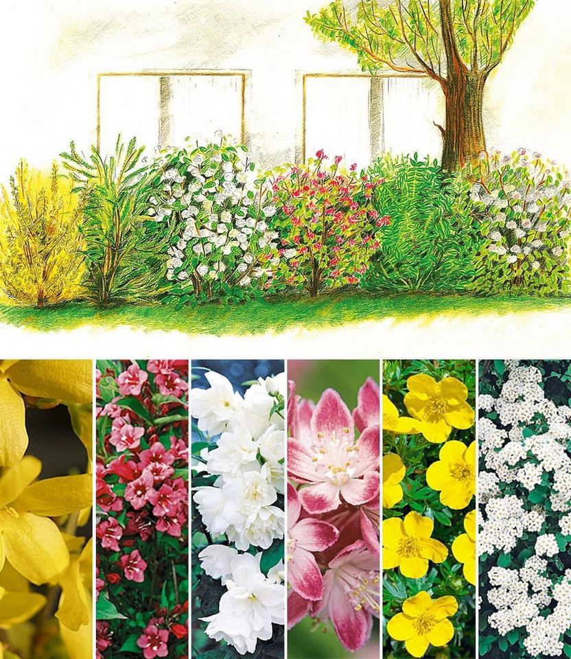 BALDUR Garten Hecken 5 Meter Blüh-Hecken-Kollektion, 6 St., Rosengewächse, blickdicht,winterhart, mehrjährig, pflegeleicht – Bild 2 von 5