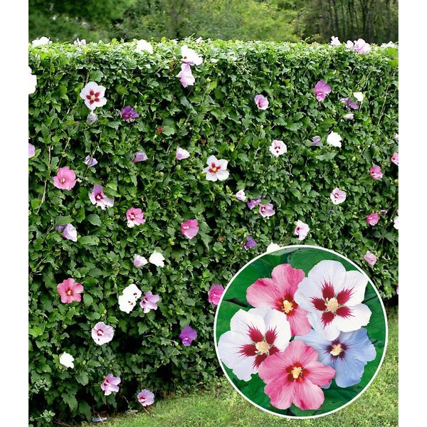 BALDUR Garten Hecken Hibiskus-Hecke, 10 St., Roseneibisch, blickdicht,winterhart, mehrjährig, pflegeleicht