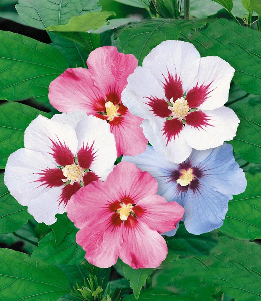 BALDUR Garten Hecken Hibiskus-Hecke, 10 St., Roseneibisch, blickdicht,winterhart, mehrjährig, pflegeleicht – Bild 2 von 5