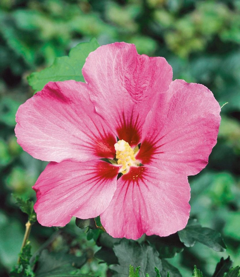 BALDUR Garten Hecken Hibiskus-Hecke, 10 St., Roseneibisch, blickdicht,winterhart, mehrjährig, pflegeleicht – Bild 3 von 5