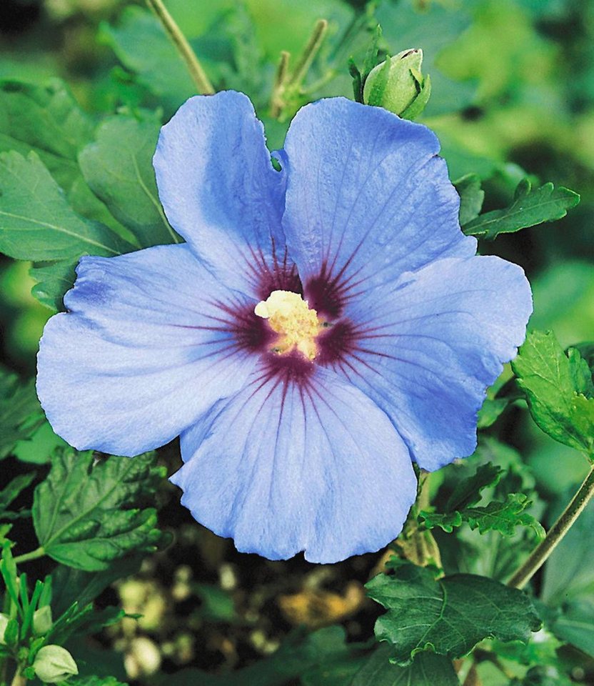 BALDUR Garten Hecken Hibiskus-Hecke, 10 St., Roseneibisch, blickdicht,winterhart, mehrjährig, pflegeleicht – Bild 4 von 5