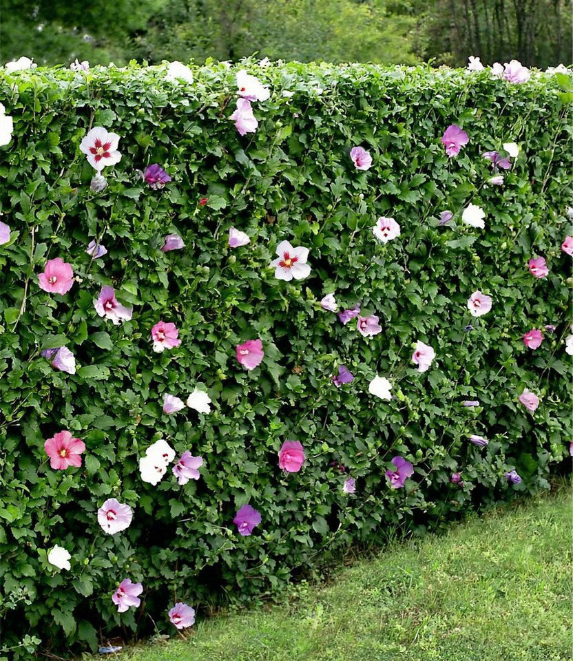 BALDUR Garten Hecken Hibiskus-Hecke, 10 St., Roseneibisch, blickdicht,winterhart, mehrjährig, pflegeleicht – Bild 5 von 5