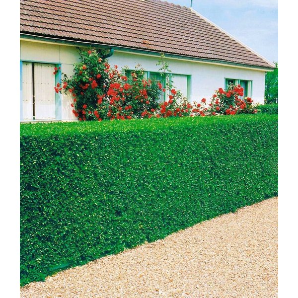 BALDUR Garten Hecken Liguster-Hecke, 3 St., Dichtverzweigt,winterhart, mehrjährig, blickdicht