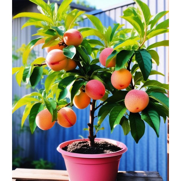 BALDUR Garten Nektarinenbaum Mini-Nektarinenbaum 'Flavortop', 1 St., Selbstfruchtend, essbar,winterhart, mehrjährig, pflegeleicht