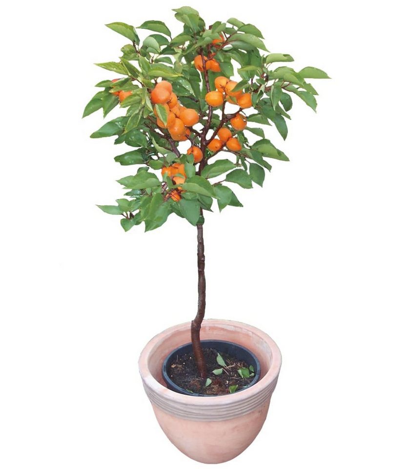 BALDUR Garten Obstpflanze Aprikose 'Compacta Super Compact®', 1 St., Marillenbaeumchen, essbar,winterhart, mehrjährig, pflegeleicht – Bild 2 von 3