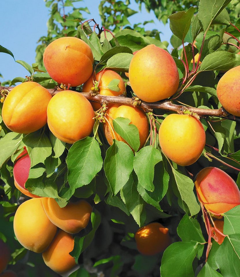BALDUR Garten Obstpflanze Aprikose 'Compacta Super Compact®', 1 St., Marillenbaeumchen, essbar,winterhart, mehrjährig, pflegeleicht – Bild 3 von 3