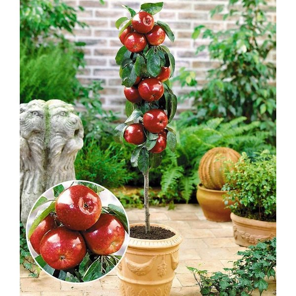 BALDUR Garten Obstpflanze Befruchtersorte Apfel 'Gala', 1 St., Spalier, ertragreich,winterhart, mehrjährig, pflegeleicht