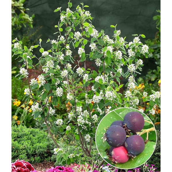 BALDUR Garten Obstpflanze Felsenbirne Amelanchier 'Greatberry® Garden', 1 St., Selbstfruchtend, essbar, mehrjährig, pflegeleicht