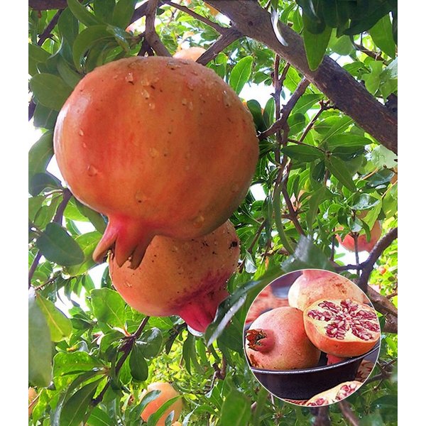 BALDUR Garten Obstpflanze Granatapfel, 1 St., Selbstbefruchtend,winterhart, essbar, pflegeleicht
