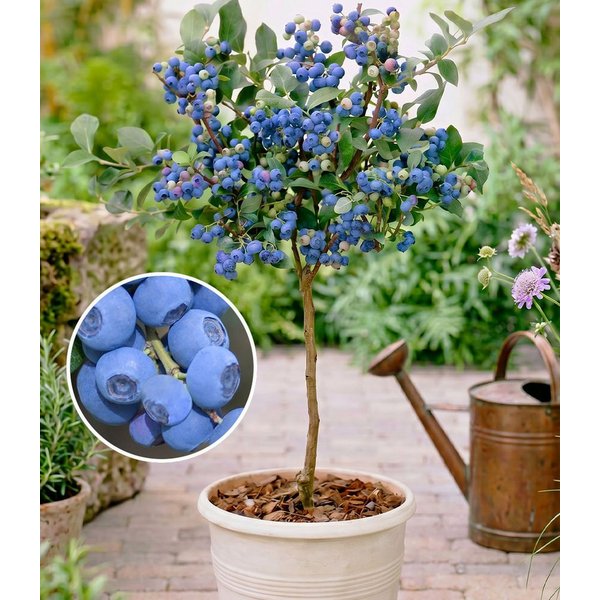 BALDUR Garten Obstpflanze Heidelbeer-Stämmchen 'Top Hat', 1 St., Blaubeer-Stämmchen,winterhart, ertragreich, kompakt, pflegeleicht