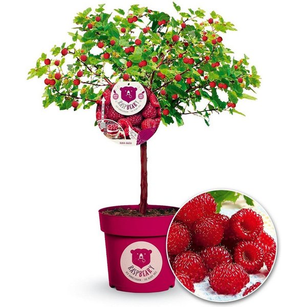 BALDUR Garten Obstpflanze Himbeer-Baum Raspbeary® Himbeere mit Stamm & Krone, 1 St., Neuzüchtung,winterhart, mehrjährig, pflegeleicht