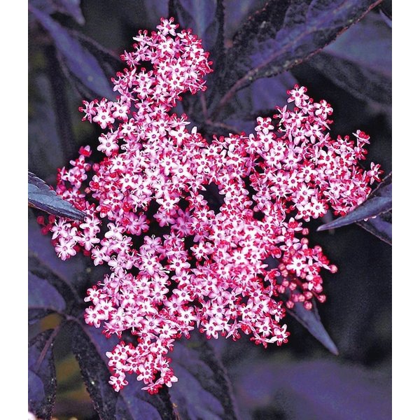 BALDUR Garten Obstpflanze Holunder Sambucus nigra 'Thundercloud', 1 St., Holunderblütensirup,winterhart, mehrjährig, pflegeleicht