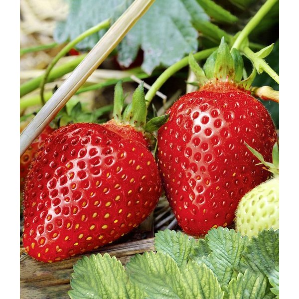 BALDUR Garten Obstpflanze Immertragende Erdbeere 'Albion', 3 St., Rote erdbeeren,duftend, robust