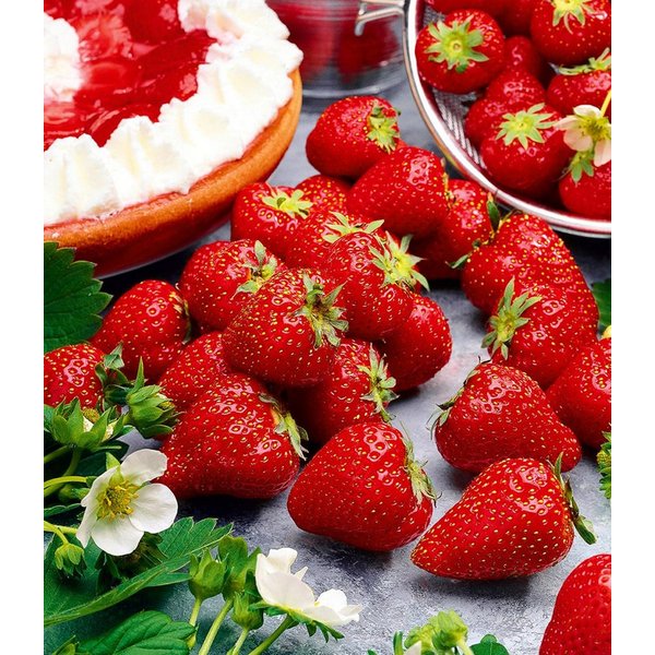 BALDUR Garten Obstpflanze Immertragende Erdbeere 'Hummi® Meraldo HZ', 3 St., Selbstbefruchtend,winterhart, mehrjährig, essbar