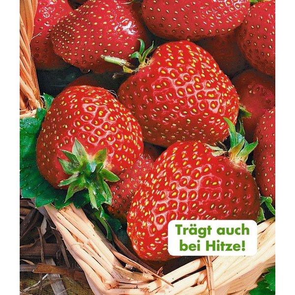 BALDUR Garten Obstpflanze Immertragende Erdbeere 'Seascape®', 20 St., Selbstbefruchtend,winterhart, mehrjährig, pflegeleicht