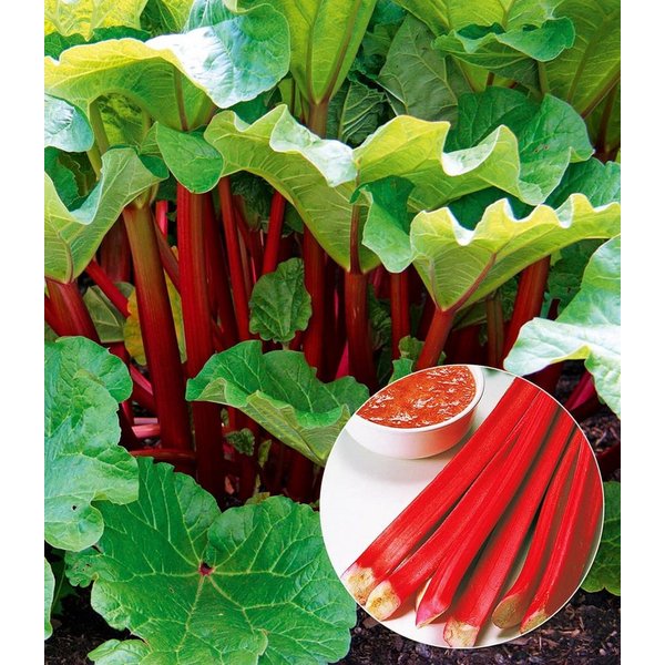 BALDUR Garten Obstpflanze Immertragender Rhabarber 'Livingstone', 1 St., Rabarber, essbar,winterhart, mehrjährig, pflegeleicht