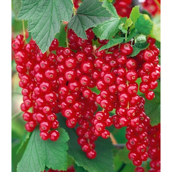 BALDUR Garten Obstpflanze Johannisbeere 'Rote Rovada®', 1 St., Selbstbefruchtend,winterhart, essbar, pflegeleicht