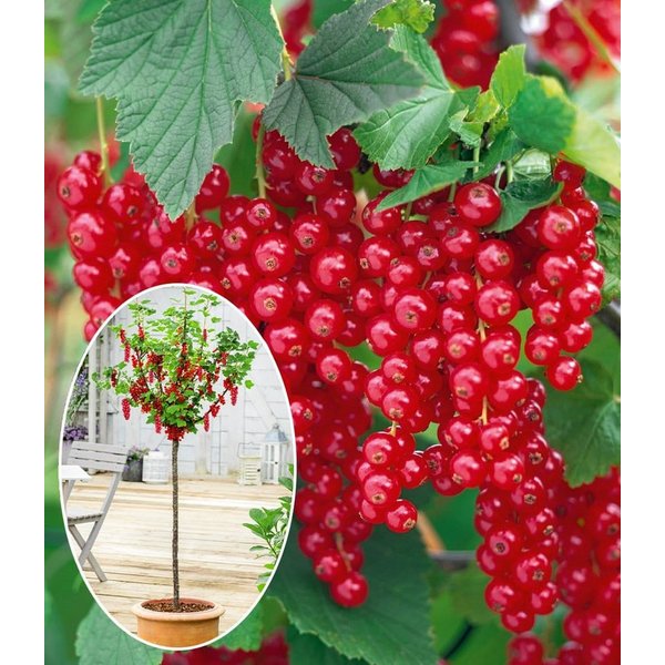 BALDUR Garten Obstpflanze Johannisbeere-Stämmchen 'Rote Rovada®', 1 St., Johanisbeere,winterhart, mehrjährig, pflegeleicht, robust