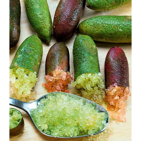 BALDUR Garten Obstpflanze Kaviar-Limette, 1 St., Caviarlimette, immergrün, pflegeleicht