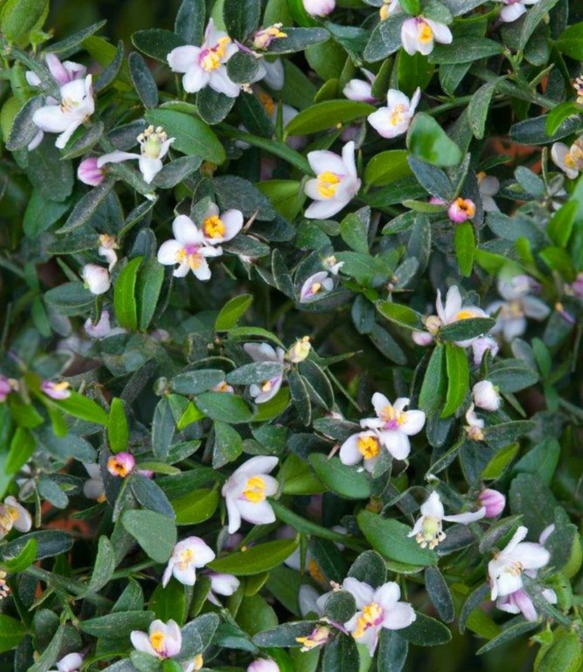 BALDUR Garten Obstpflanze Kaviar-Limette, 1 St., Caviarlimette, immergrün, pflegeleicht – Bild 2 von 5