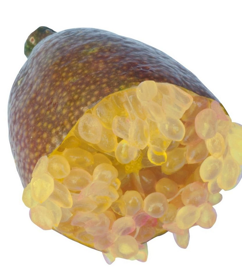 BALDUR Garten Obstpflanze Kaviar-Limette, 1 St., Caviarlimette, immergrün, pflegeleicht – Bild 3 von 5