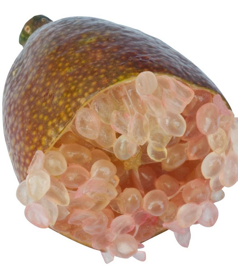 BALDUR Garten Obstpflanze Kaviar-Limette, 1 St., Caviarlimette, immergrün, pflegeleicht – Bild 5 von 5