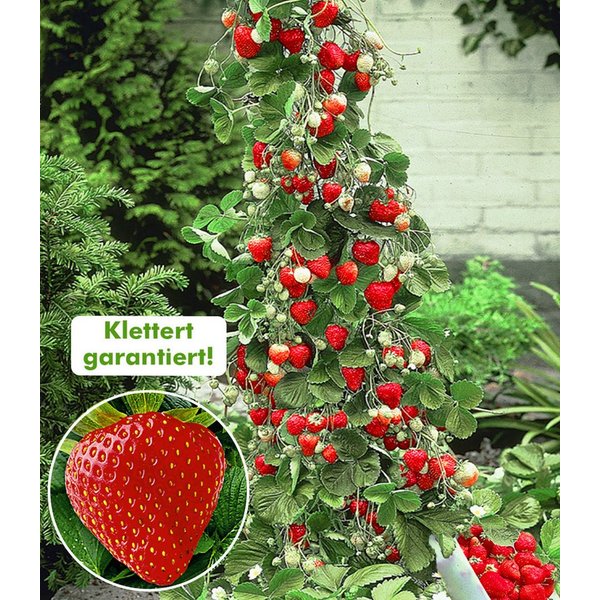 BALDUR Garten Obstpflanze Kletter-Erdbeere 'Hummi®', 3 St., Selbstbefruchtend, lange Blütezeit,winterhart, mehrjährig