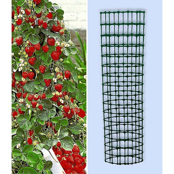 BALDUR Garten Obstpflanze Kletter-Erdbeere 'Hummi®' und Dekorativer Rankturm, 1 St., Ertragreich,winterhart, mehrjährig, pflegeleicht