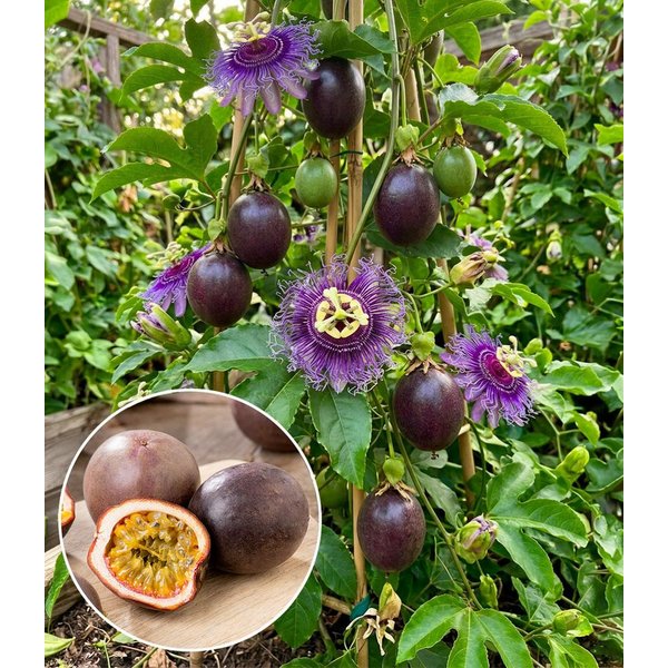 BALDUR Garten Obstpflanze Maracuja-Pflanze, 1 St., Passiflora edulis, essbar, pflegeleicht, rankend