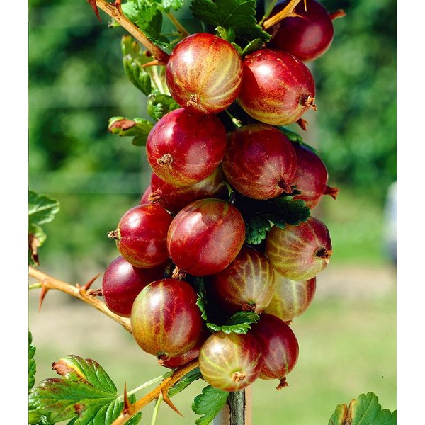 BALDUR Garten Obstpflanze Rote Säulen-Stachelbeere, 1 St., Selbstbefruchtend,winterhart, mehrjährig, pflegeleicht