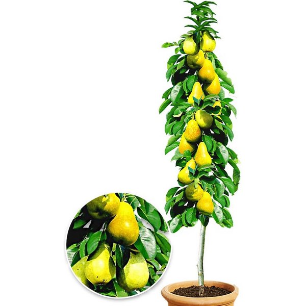 BALDUR Garten Obstpflanze Säulen-Birne 'Doyenné du Comice', 1 St., Selbstbefruchtend,winterhart, mehrjährig, pflegeleicht