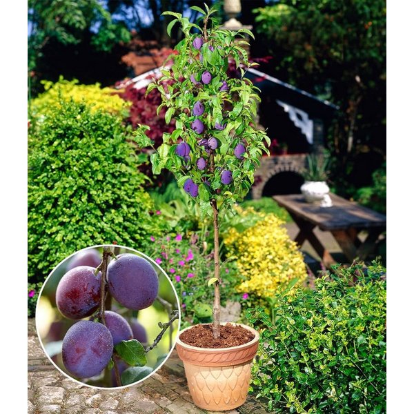 BALDUR Garten Obstpflanze Säulen-Pflaume 'Black Amber', 1 St., Selbstbefruchtend,winterhart, mehrjährig, pflegeleicht