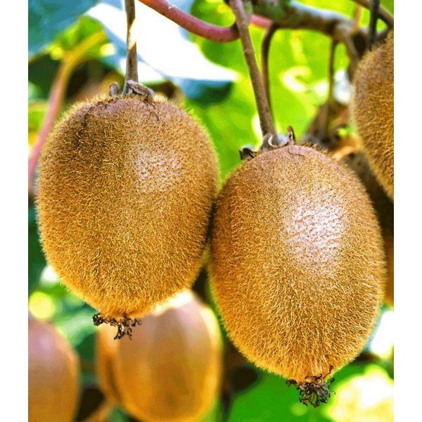 BALDUR Garten Obstpflanze Selbstfruchtende, großfruchtige Kiwi 'Solissimo® renact®', 1 St., Selbstbefruchtend, essbar,winterhart, mehrjährig, pflegeleicht