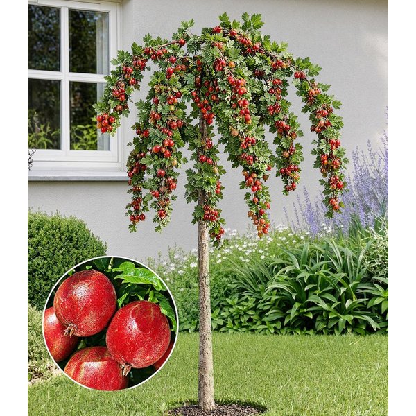BALDUR Garten Obstpflanze Stachelbeer-Stämmchen 'Captivator', 1 St., Selbstbefruchtend,winterhart, ertragreich, pflegeleicht
