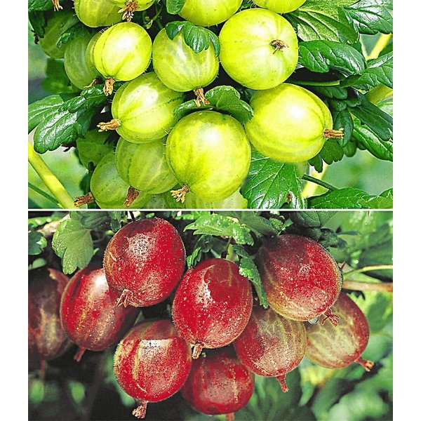 BALDUR Garten Obstpflanze Stachelbeer-Sträucher-Set, 2 St., Selbstbefruchtend,winterhart, mehrjährig, pflegeleicht