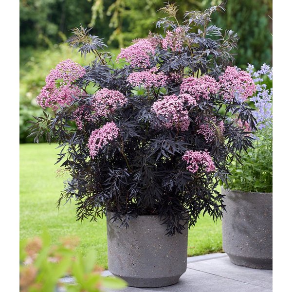BALDUR Garten Obstpflanze Terrassen-Holunder 'Cherry Lace®', 1 St., Holunderbeeren,winterhart, mehrjährig, pflegeleicht