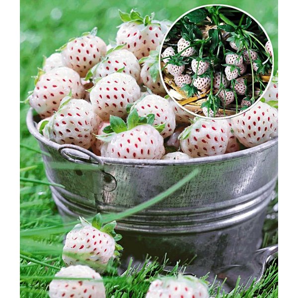BALDUR Garten Obstpflanze Weiße Ananas-Erdbeere 'Natural White', 4 St., Selbstbefruchtend,winterhart, mehrjährig, pflegeleicht