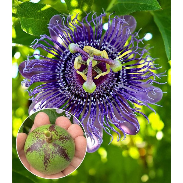 BALDUR Garten Obstpflanze Winterharte Passionsblume Cooltropics® 'Eia Popeia®', 1 St., Blütenpracht, essbar,winterhart, mehrjährig, pflegeleicht